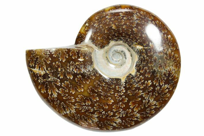 Polished Ammonite (Cleoniceras) Fossil - Madagascar #348493